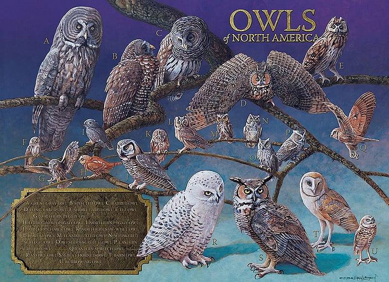 Owls of North America, register, portraits, birds, raptors, artwork, HD wallpaper