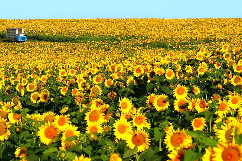Sunflowers, bonito, in field, HD wallpaper Sunflowers, bonito, in field, HD wallpaper
