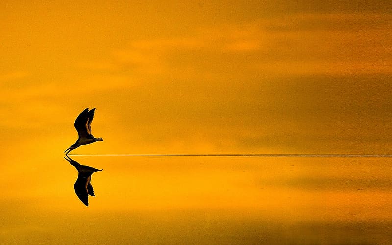 Lake, Reflection, Bird, Animal, Skimmer, HD wallpaper