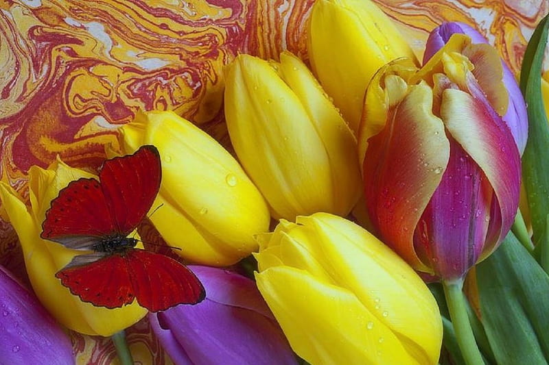 Spring Tulips With Butterfly Pretty Lovely Still Life Lovely Love Four Seasons Hd Wallpaper 9520