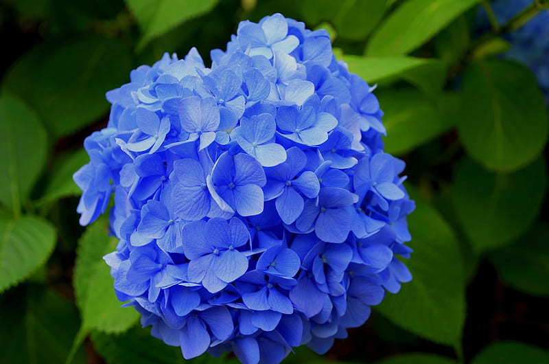 Solo hortensia azul, grafía, hortensia, cabeza, primer plano, flores,  naturaleza, Fondo de pantalla HD | Peakpx