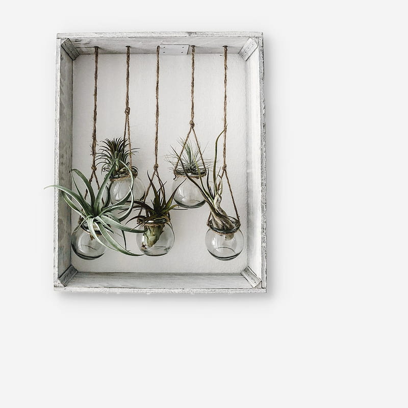 frame, jars, flowers, plants, decor, HD phone wallpaper