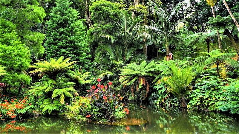 Borneo, flowers, pond, garden, island, HD wallpaper