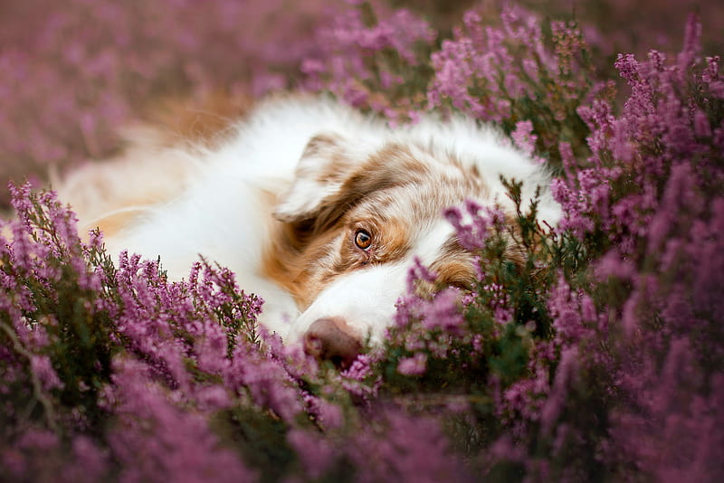 Dogs, Australian Shepherd, Dog, Flower, Heather, Pet, HD wallpaper