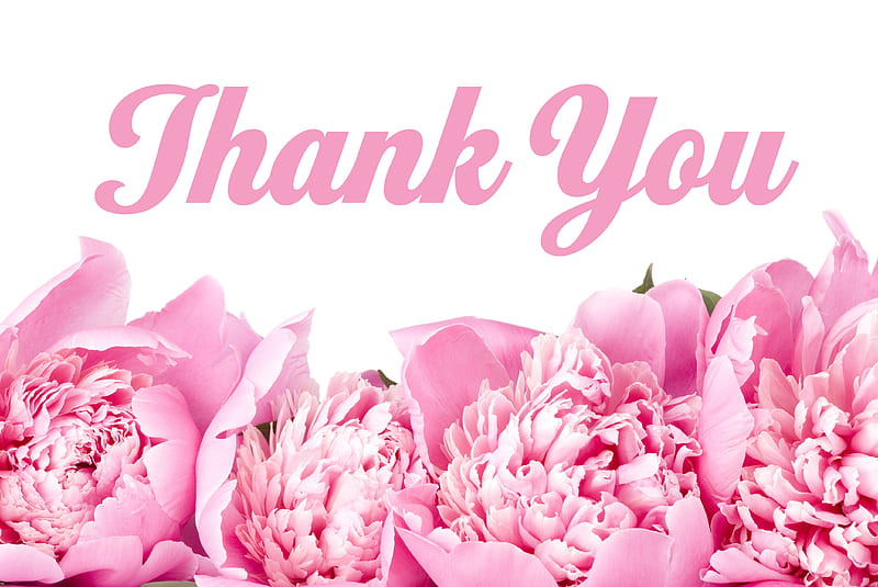 Sweet Gratitude, pretty, thank you, gratitude, sublime, pink, peonies, HD wallpaper