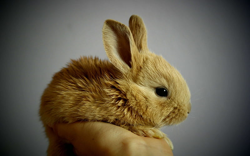 small brown rabbit, cute animals, rabbits, pets, rabbit in hand, HD wallpaper
