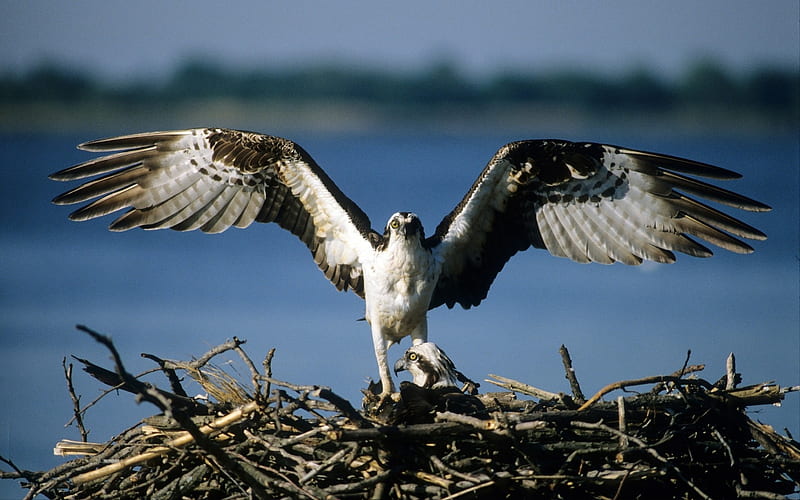 Nido de águila pescadora, pájaros, alas, nido, águila pescadora, Fondo de  pantalla HD | Peakpx