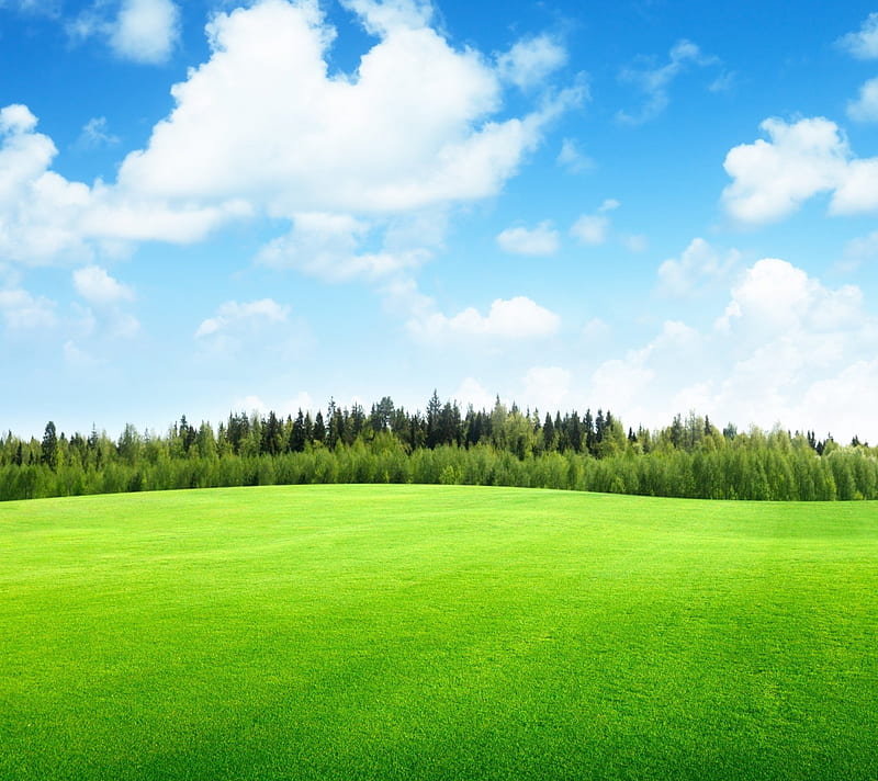 NATUREAL SCAN, blue, grass, sky, tree, HD wallpaper