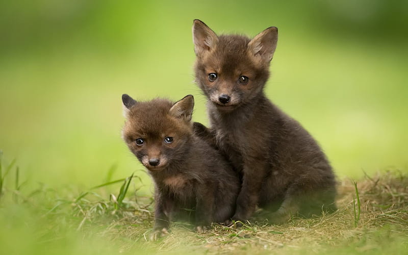 Small foxes, green grass, small animals, foxes, cute animals, HD wallpaper