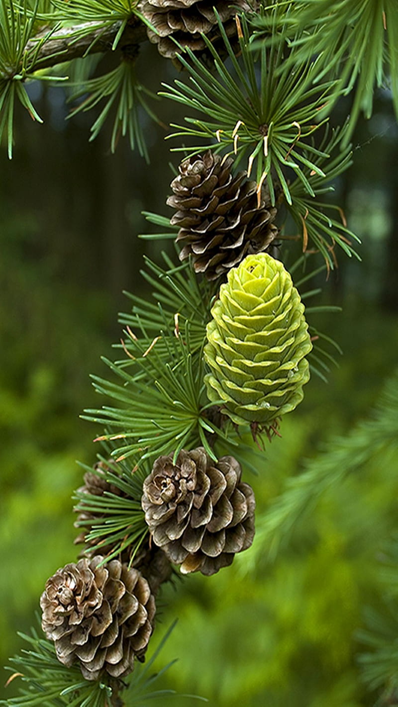Pines, green, HD phone wallpaper