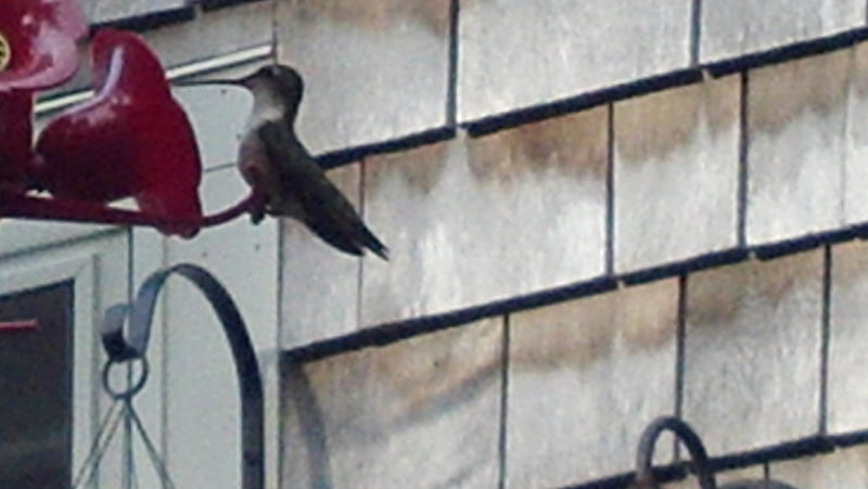 Female Hummingbird, bird, summer, ruby, hummingbird, throated, HD wallpaper