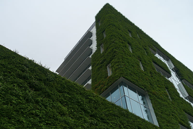 building, architecture, ivy, greenery, HD wallpaper