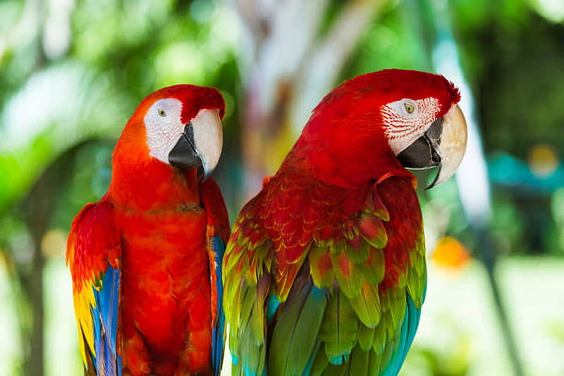 Parrots, Outdoor, Feathers, Birds, Wild life, HD wallpaper