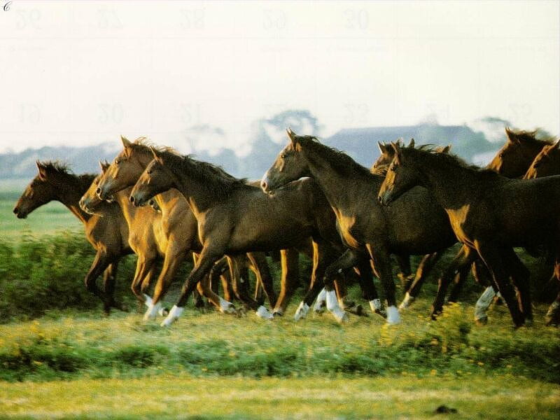 Horse Herd, nevada, country, horses, wild horses, HD wallpaper