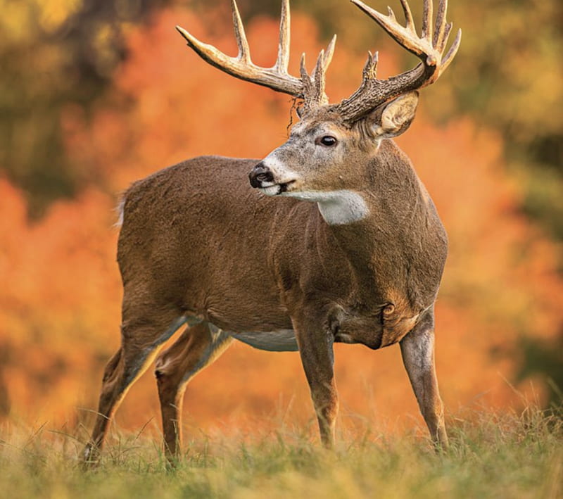 Buck for tuff, bucks, deer, elk, hunt, hunting, tail, trucks, white, HD  wallpaper | Peakpx