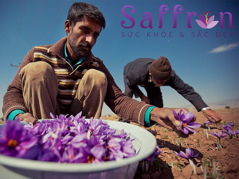 Saffron Flowers, spice, flower, iran, saffron, HD wallpaper