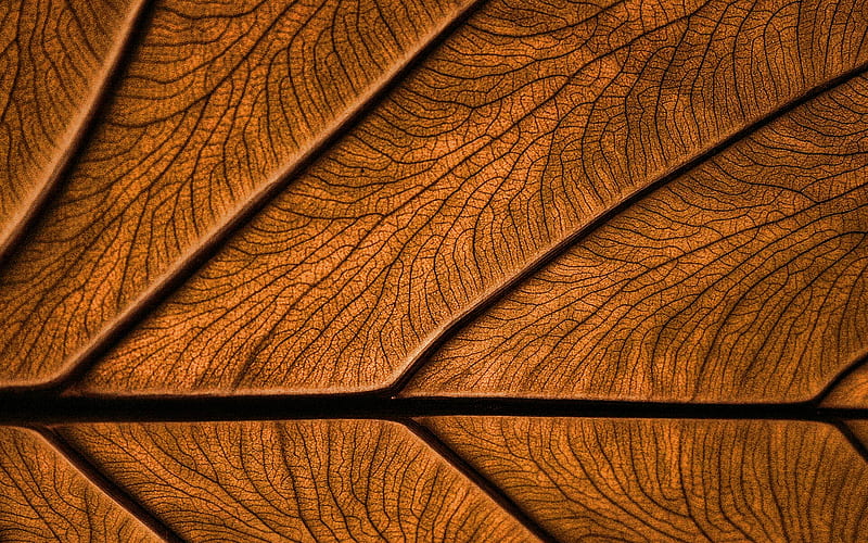 brown leaves texture plant textures, leaves, brown backgrounds, leaves texture, brown leaves, brown leaf, macro, leaf pattern, leaf textures, HD wallpaper