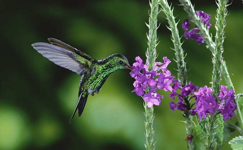 Humming-bird, humminh-bird, purple, bird, green, pasare, flower