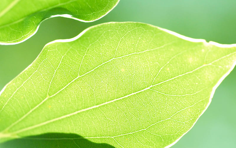 green leaf, sammooor, leef, nature, green, HD wallpaper green leaf, sammooor, leef, nature, green, HD wallpaper