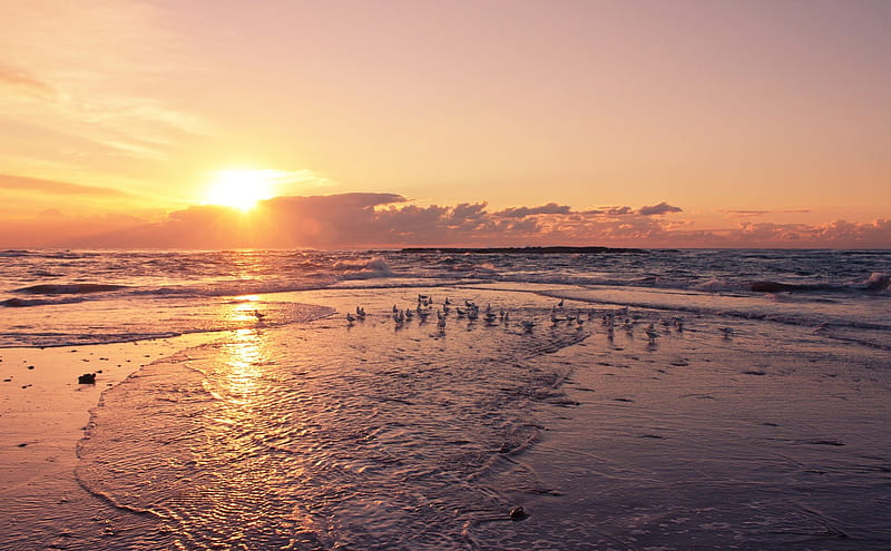 shore birds basking in a sunset, beach, birds, sunset, waves, sea, HD wallpaper