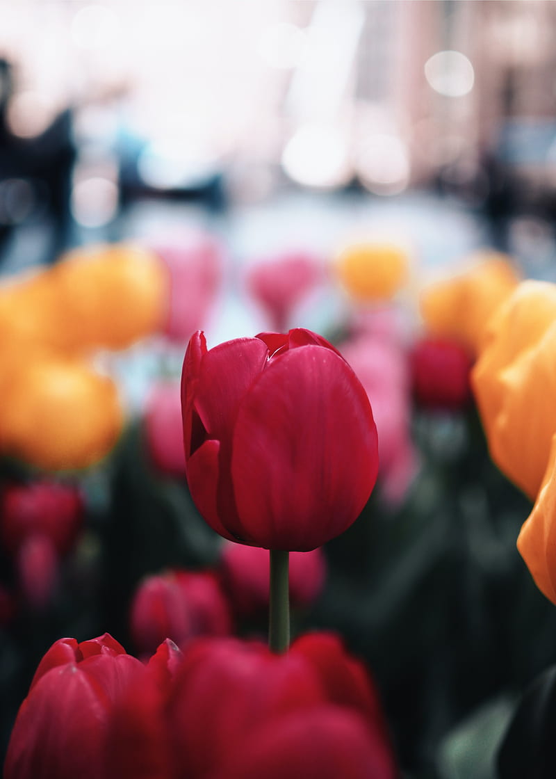 tulip, flower, red, macro, bloom, plant, HD phone wallpaper