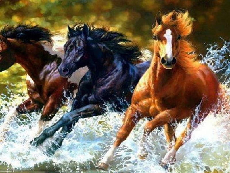 Horses running through water at shore, water, through, running, water at shore, animals, horses, HD wallpaper