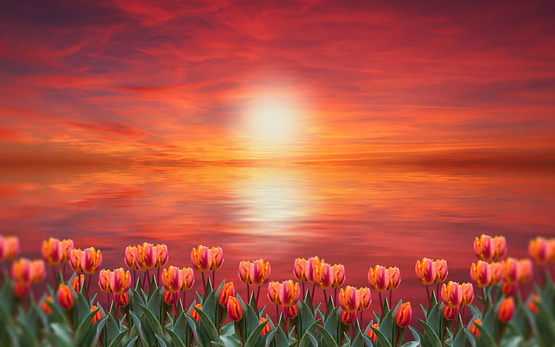 Sunset, red, water, orange, flower, spring, tulip, sea, HD wallpaper