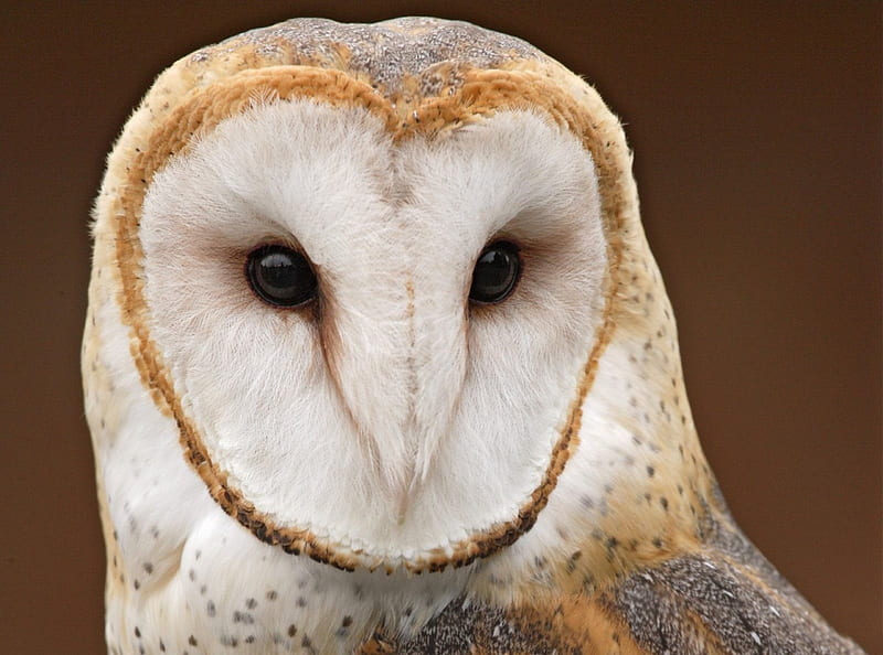 *** Barn Owl ***, glowa, oczy, ptaki, zwierzeta, sowa, HD wallpaper