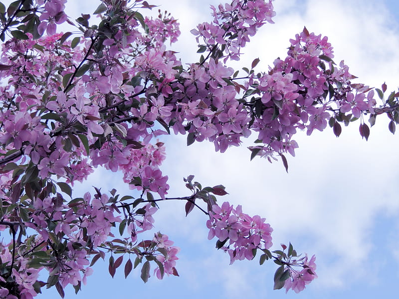 Flowering Tree, Apple Tree, Sky, Summer, Clouds, graphy, Tree, Flowers, Nature, Apple Blossoms, HD wallpaper