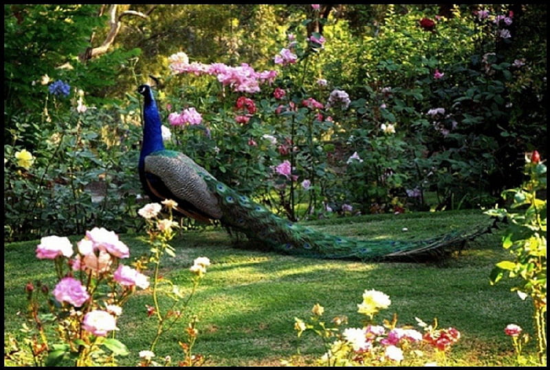 Peacock in rose garden, peacock, birds, rose garden, animals, HD wallpaper