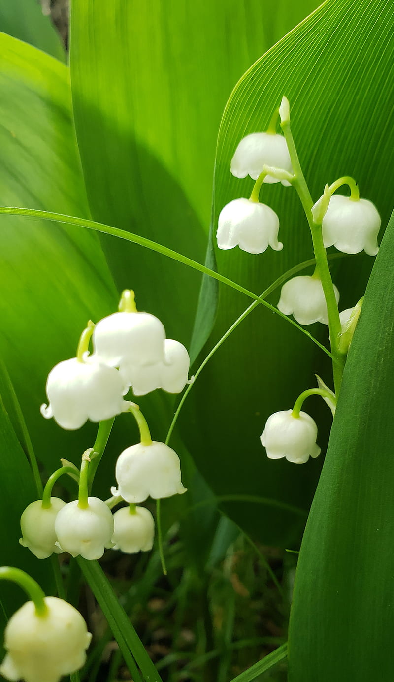 Update 66+ lily of the valley wallpaper - in.cdgdbentre