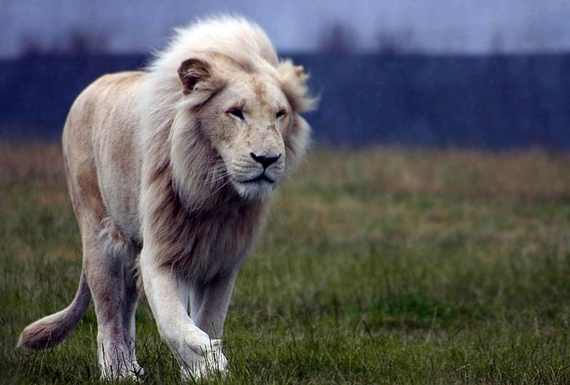 The King of Animals, leao, king, lion, animal, HD wallpaper | Peakpx