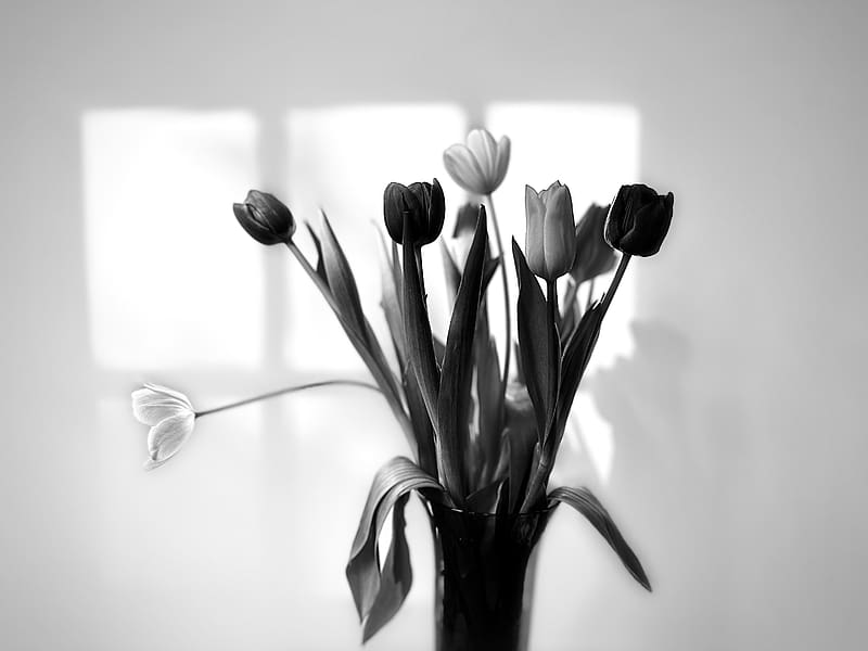 bouquet, tulips, flowers, vase, black and white, HD wallpaper