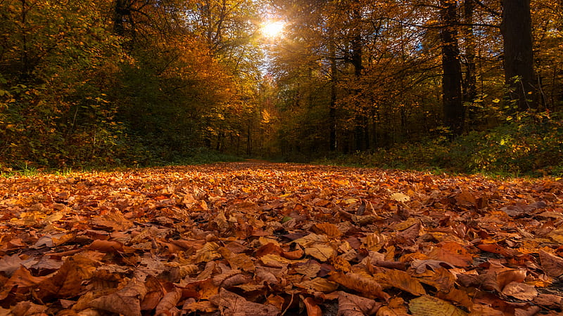 Forest Path Covered By Dry Autumn Leaves And Sunbeam Through Trees Nature, HD wallpaper