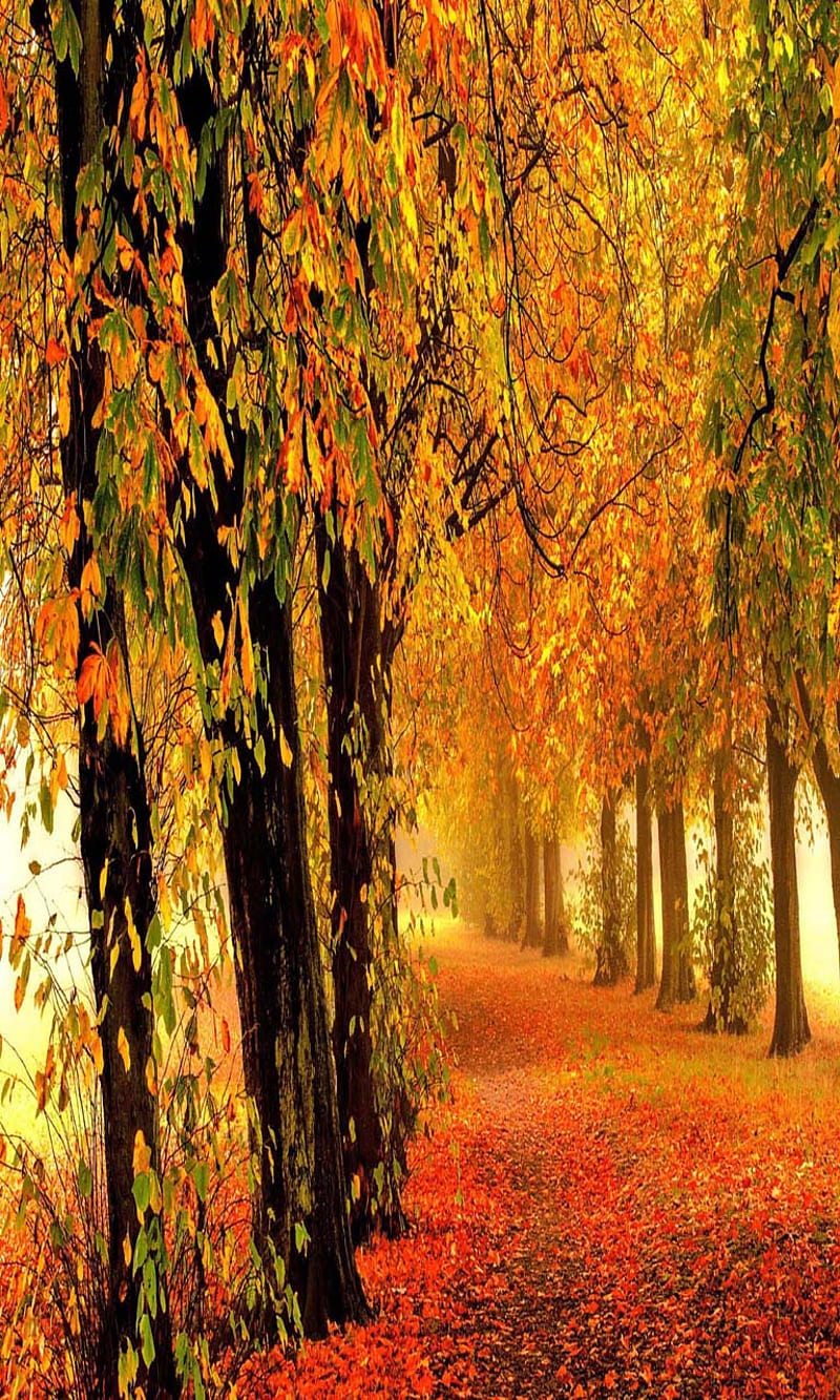 Nature autumn forest, bonito, cute, look, nice, HD phone wallpaper | Peakpx