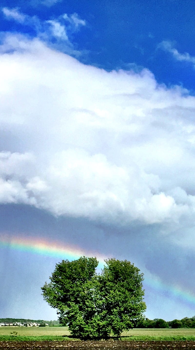 Clear Storm, nature, rainbow, storm, tree, HD phone wallpaper