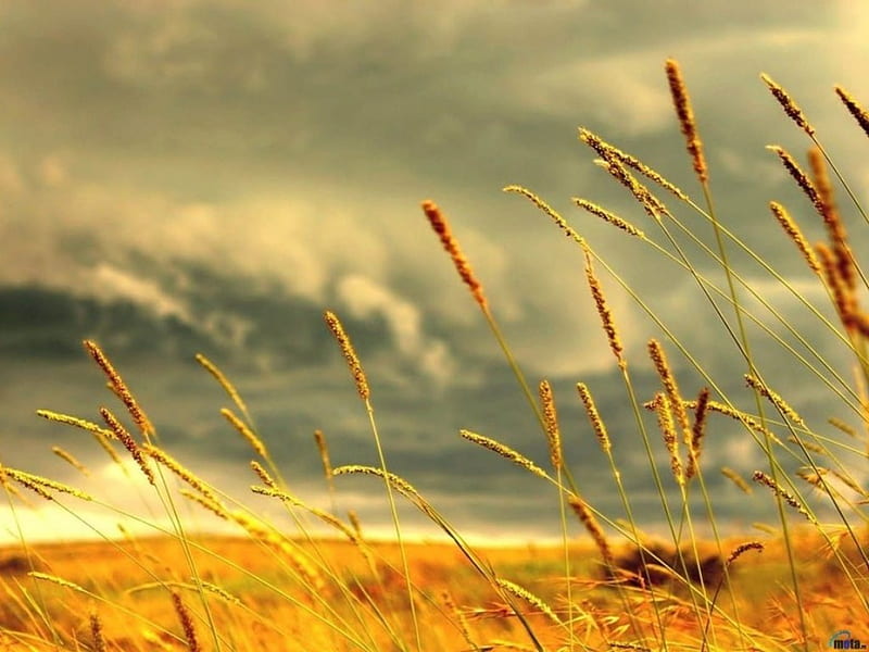 Upcoming Storm, tall grasses, stormy sky, field, HD wallpaper