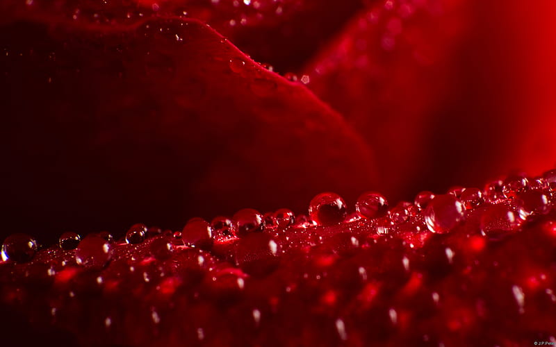 Dew on Petal, red, thorns, dewdrops, rose, stems, love romantic, petal, HD wallpaper