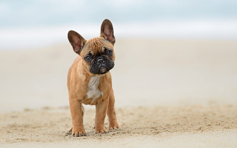 french bulldog pets, puppy, dogs, brown french bulldog, cute animals, bulldogs, french bulldog dogs, HD wallpaper