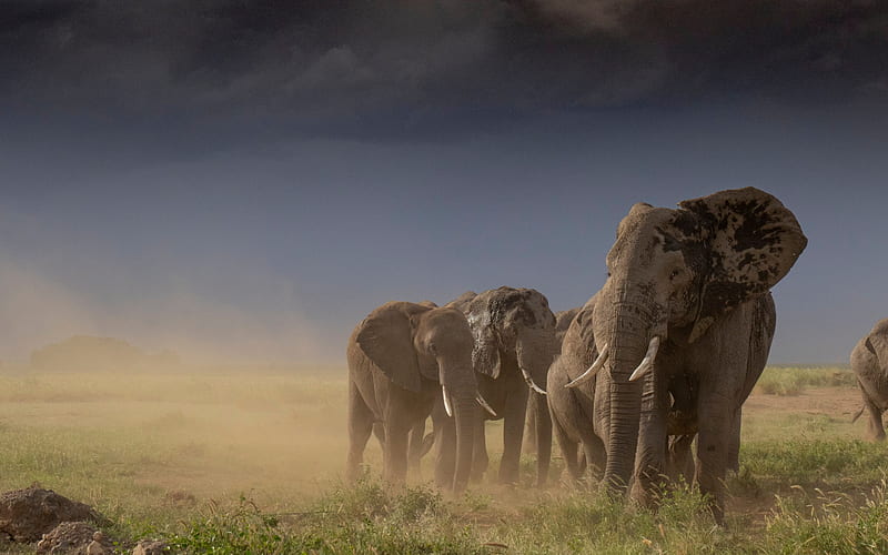 Elephants, Africa, evening, sunset, wildlife, wild animals, elephant family, HD wallpaper