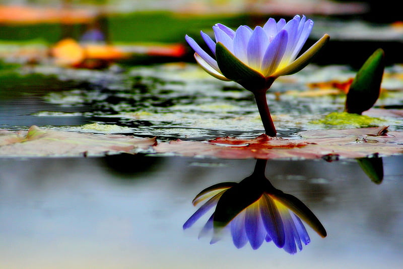 WATER LILY, pond, flower, reflection, blue, HD wallpaper