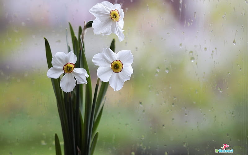 daffodils, window, narcissus, flowers, rain, HD wallpaper