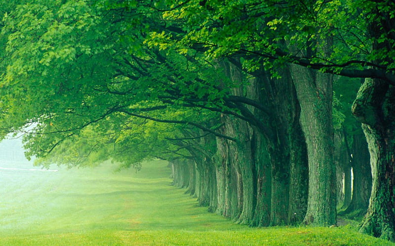 SUMMER FOREST, woods, fresh green, summer, forests, seasons, trees, lush grass, HD wallpaper