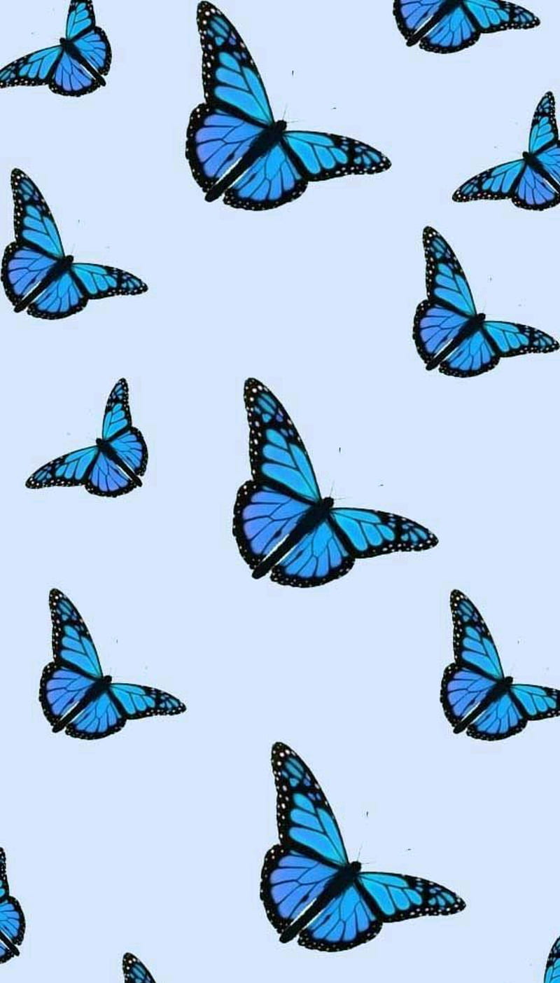 blue butterflies, butterfly, HD phone wallpaper
