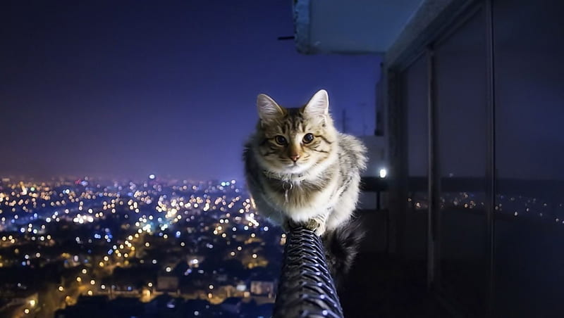 Cat on a ledge, cute, funny, cat, cats, HD wallpaper