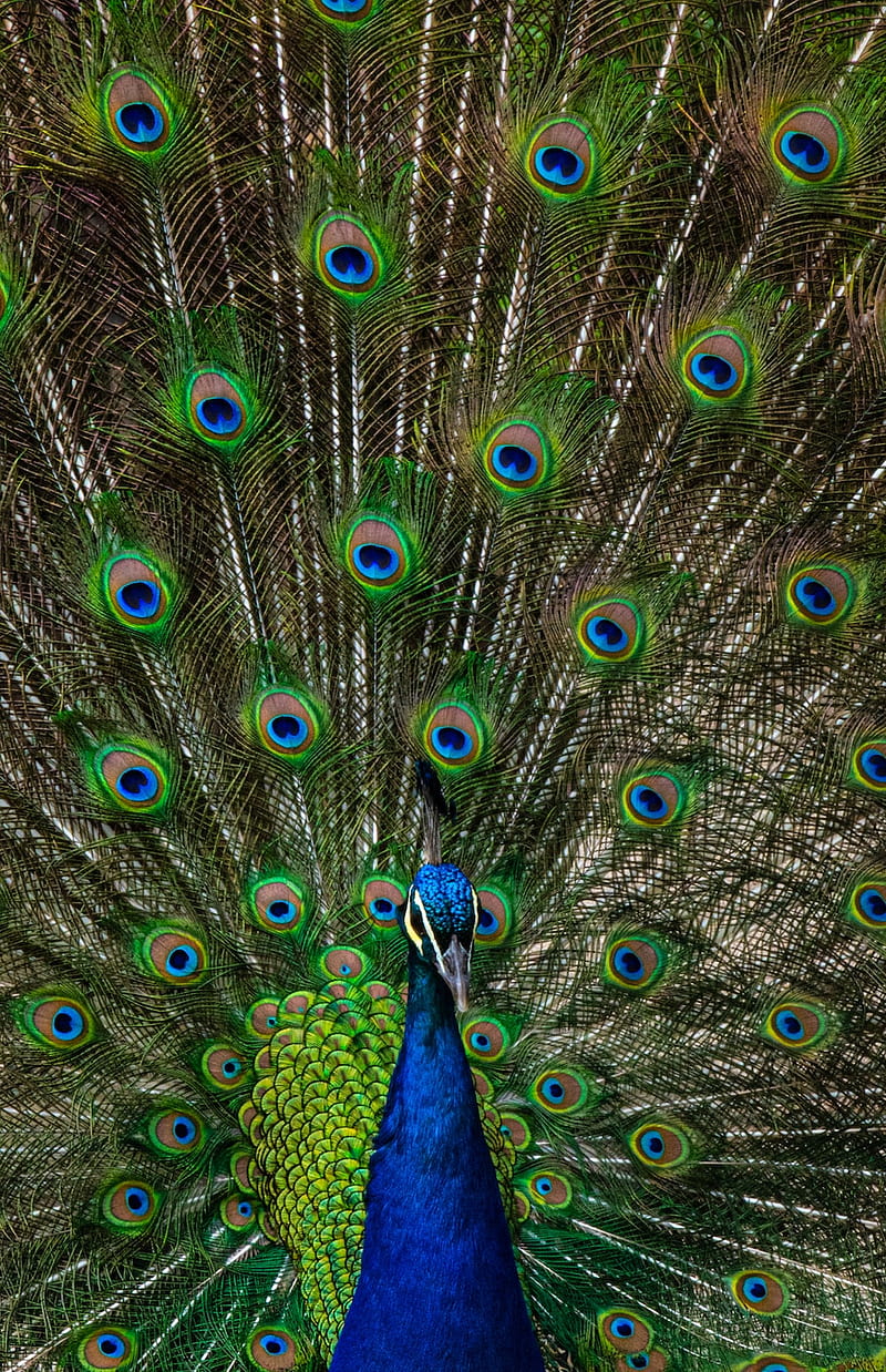 Peacock Feather, Cute Peacock, HD phone wallpaper