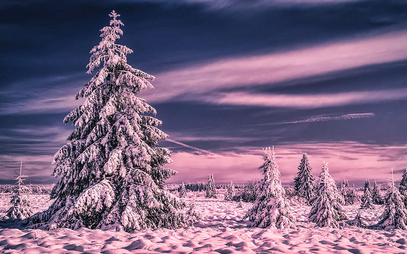 snowy fir-tree, winter, sunset, snowdrifts, snowy forest, beautiful nature, HD wallpaper