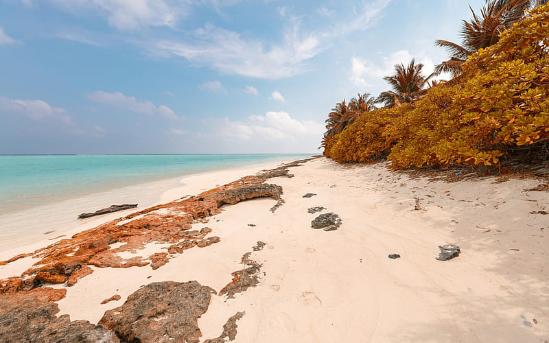 Maldives, beach, ocean, tropical island, golden bushes, palm trees, azure coast, HD wallpaper