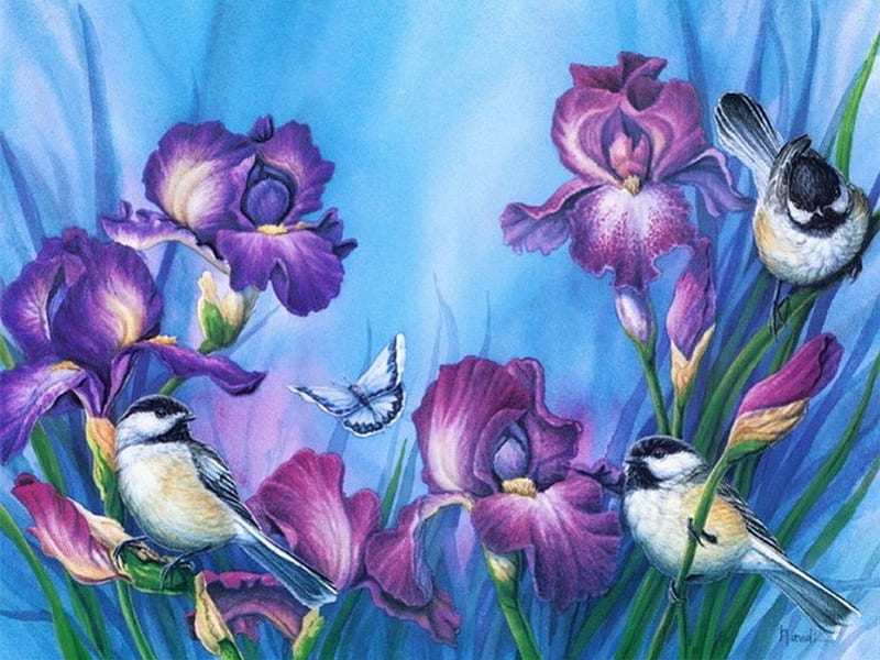 PURPLE IRIS AND BIRDS, birds, garden, flowers, purple iris, HD ...
