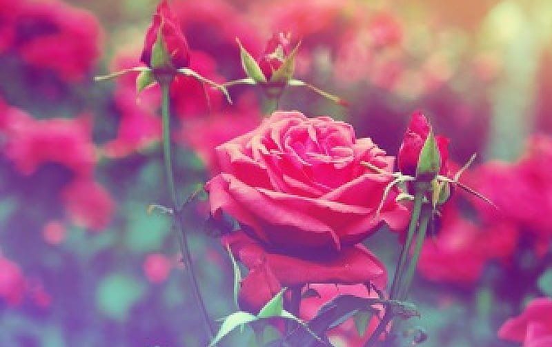 Rose, flower, nature, leaf, HD wallpaper | Peakpx